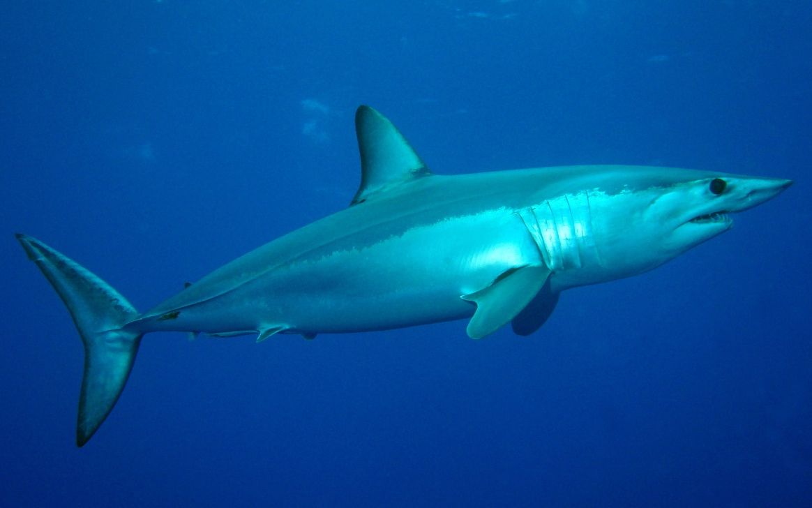 <b>世界上最小的鲨鱼</b>