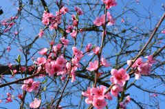 春节送桃花代表着什么意思？