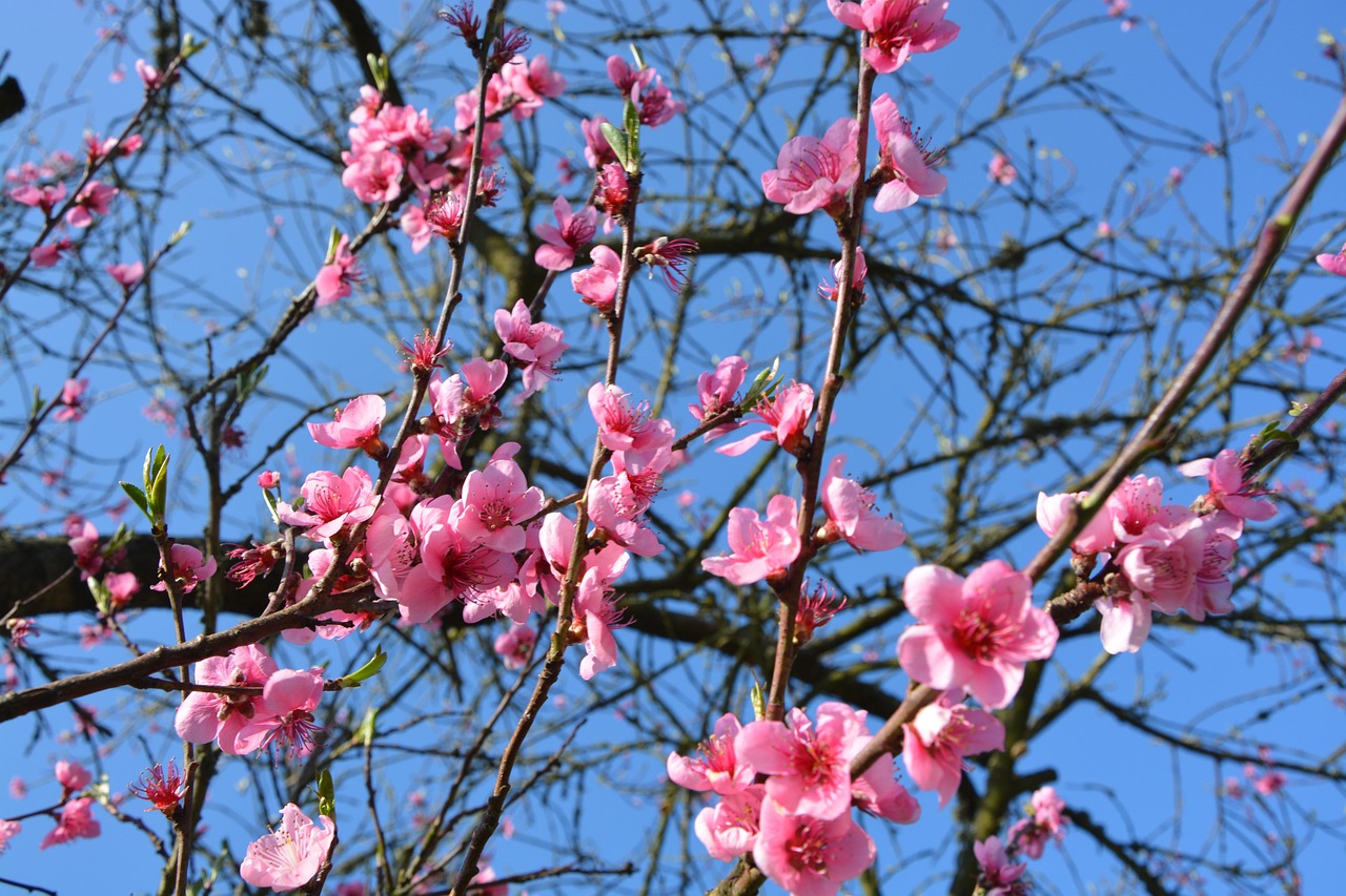 春节送桃花代表着什么意思？