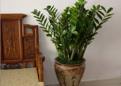 财位放什么最招财植物 金钱树招财纳福荣