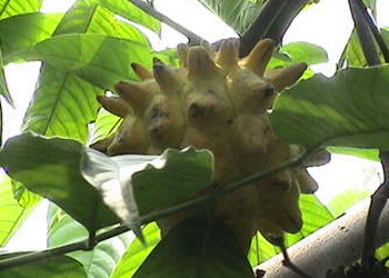 霹雳果的储藏与选购 菜谱宝