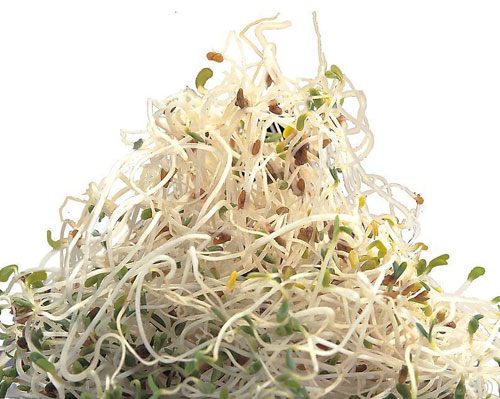 豆芽的选购方法 菜谱宝