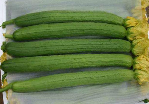 如何选购丝瓜 菜谱宝