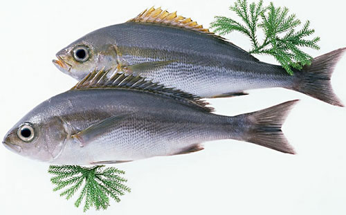 选购鱼时要看哪些地方 菜谱宝