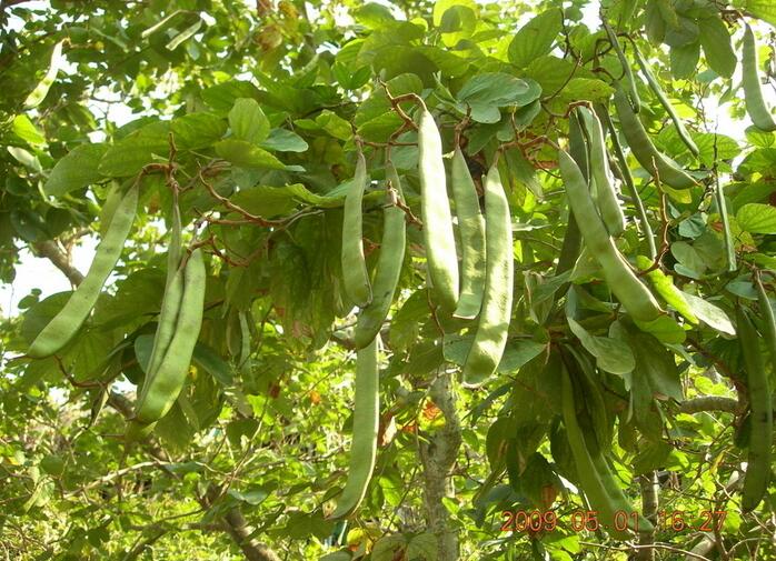 刀豆营养价值 刀豆的选购 菜谱宝