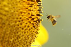 <b>花粉的选购技巧</b>