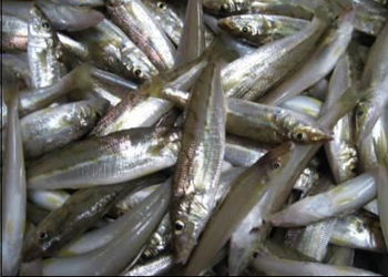 油鱼的选购技巧 菜谱宝