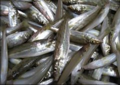 油鱼的选购技巧