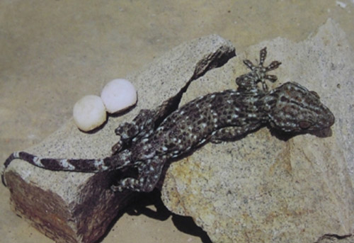 蛤蚧的价格与选购技巧 菜谱宝