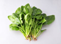 菠菜选购技巧
