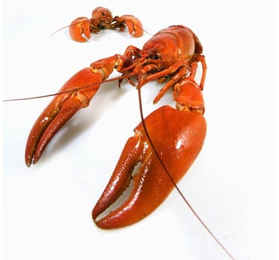 小龙虾选购技巧 菜谱宝