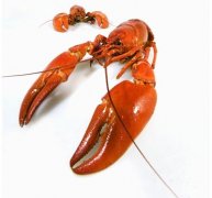 小龙虾选购技巧