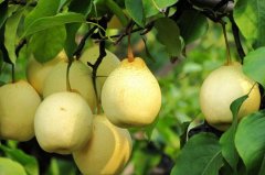 冬季选购优质鸭梨的妙招