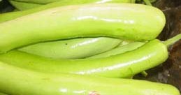 怎样选购瓠瓜(夜开花) 菜谱宝