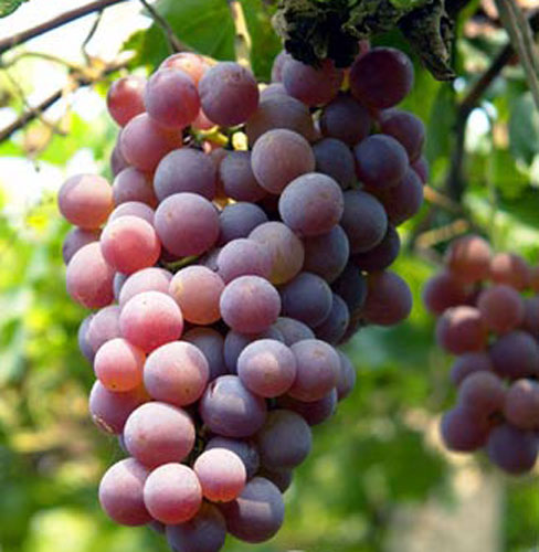 葡萄的选购技巧 菜谱宝