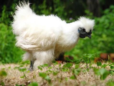 如何选购乌鸡 菜谱宝