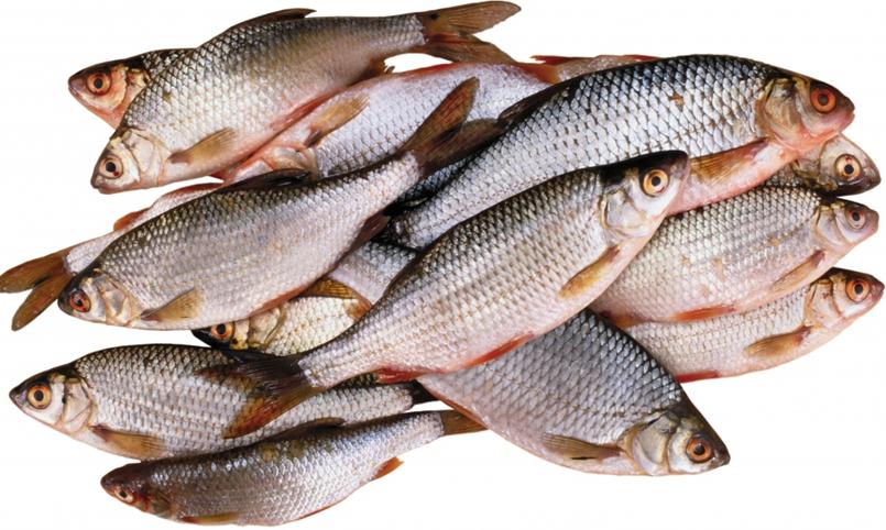 鲜鱼选购小窍门