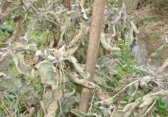 冬季茄子要怎么防冻害 茄子冻害有哪些症状