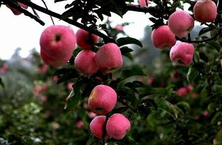 QQ截图20180131175650.png QQ截图20180131175650.png