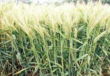 QQ截图20180131155514.png QQ截图20180131155514.png