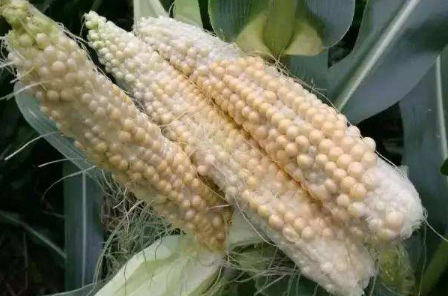 QQ截图20180130164720.png QQ截图20180130164720.png