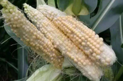 玉米缺粒怎么办 玉米缺粒的原因和防治介绍