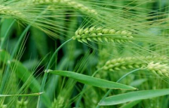 哪些品种的小麦产量最高？ 如何才能挑选到好的