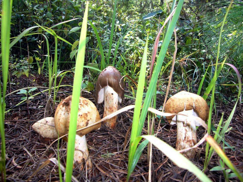 客家肉条客家粄条怎么做