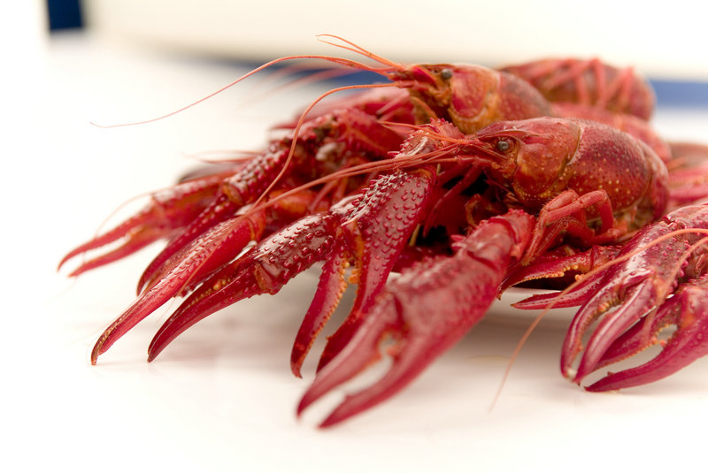 夏季宝贝菜谱大全夏天给宝宝做什么菜 夏季宝贝菜谱大全夏天给宝宝做什么菜