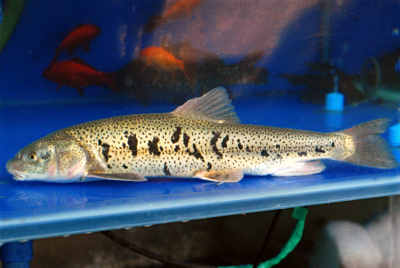 怎样做清蒸鱼好吃又简单