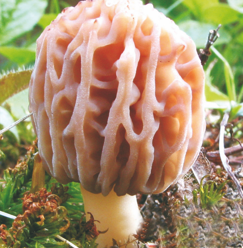 蘑菇肉片汤的家常做法