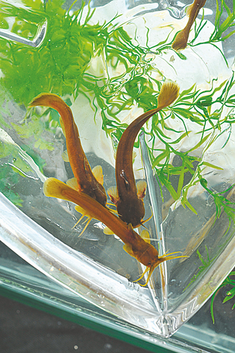 春季草莓菠菜沙拉好吃吗春季草莓菠菜沙拉怎么做