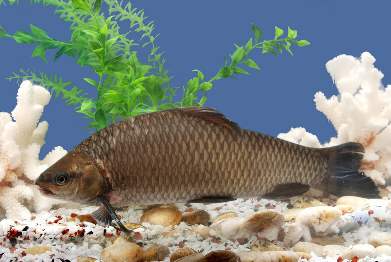 猴头菇一周吃几次养胃