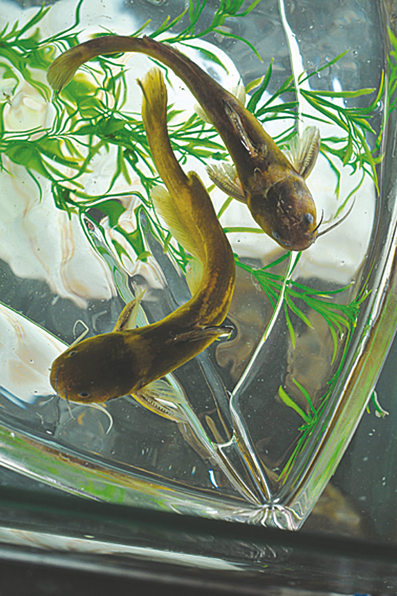 蛋糕手机备忘录 手机备忘录的用法