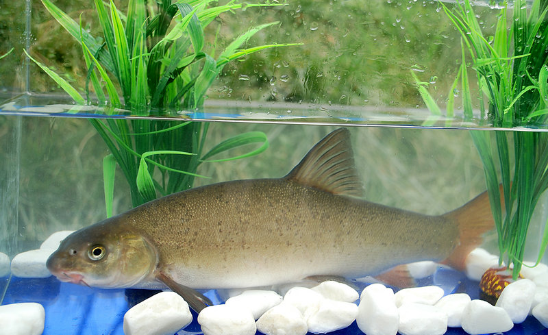 牛肉馅抄手(牛肉馅抄手配什么菜)