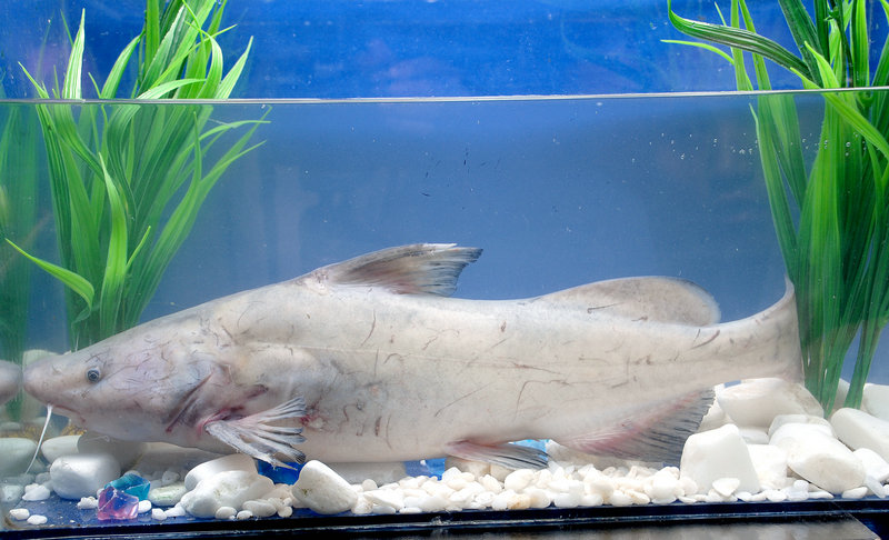 牛肉香菜怎么凉拌(牛肉香菜凉拌的做法