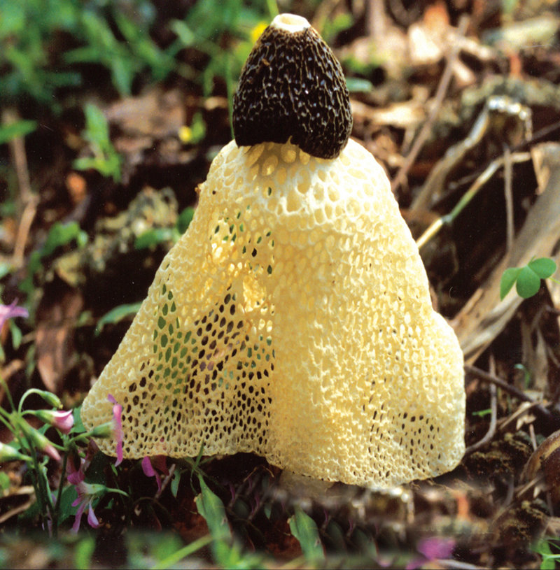 水果春卷图片大全图解水果春卷的做法窍门